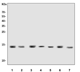 Western blot testing of human 1) U-937, 2) RT4, 3) PC-3, 4) HeLa, 5) HepG2, 6) U-2 OS and 7) HL60 cell lysate with DAP-1 antibody. Predicted molecular weight ~11 kDa, observed at 11-15 kDa due to phosphorylation.