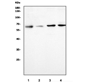 Western blot testing of 1) human U-87 MG, 2) human SH-SY5Y, 3) rat brain and 4) mouse brain tissue lysate with CRMP2 antibody. Predicted molecular weight ~62 kDa.