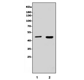 JUN Antibody U-2 OS and PC-3 Western Blot. Western blot analysis of human U-2 OS (lane 1) and PC-3 (lane 2) cell lysates using JUN Antibody demonstrates distinct bands at approximately 36-43 kDa, consistent with the predicted and commonly observed molecular weight range of JUN (c-Jun). JUN is a DNA-binding component of the AP-1 transcription factor complex that regulates gene expression involved in cellular proliferation, differentiation, stress responses, and signal-dependent transcriptional regulation. Detection of the expected molecular weight band in both cell lines supports expression of JUN and its role as a key regulator of transcriptional programs that govern cellular adaptation and signaling responses.