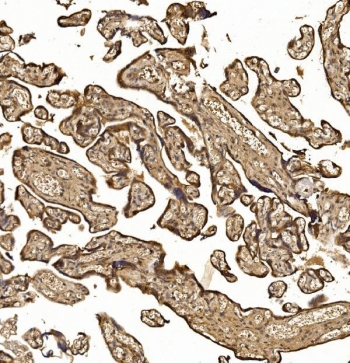 IHC staining of FFPE human placental tissue with Nucleoredoxin antibody. HIER: boil tissue sections in pH8 EDTA for 20 min and allow to cool before testing.