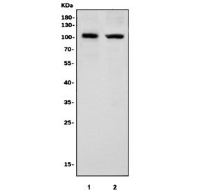 Western blot testing of human 1) HL-60 and 2) K562 cell lysate with ORC1 antibody. Predicted molecular weight ~97 kDa.