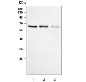 Western blot testing of human 1) 293T, 2) HeLa and 3) HaCaT cell lysate with PLXDC2 antibody. Predicted molecular weight ~60 kDa.