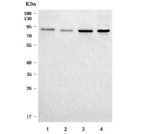Western blot testing of human 1) HeLa, 2) Jurkat, 3) PC-3 and 4) 293T cell lysate with FKHRL1 antibody. Expected molecular weight: 71-90 kDa depending on glycosylation level.