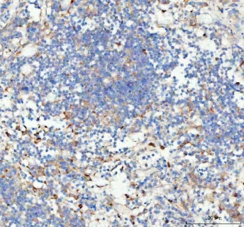 IHC staining of FFPE human spleen tissue with Glutathione Peroxidase 1 antibody. HIER: boil tissue sections in pH8 EDTA for 20 min and allow to cool before testing.