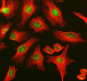 POLR2H Antibody HeLa Cell IF. Immunofluorescent staining of human HeLa cells with POLR2H Antibody (green) and alpha Tubulin antibody (red). Enzyme antigen retrieval was performed for 15 minutes, followed by blocking with 10% goat serum. Cells were incubated with rabbit anti-POLR2H antibody at 5 ug/ml and mouse anti-alpha Tubulin antibody overnight at 4Â°C, followed by Fluoro488 and Cy3 conjugated secondary antibodies. POLR2H Antibody / RNA Polymerase II Subunit Antibody demonstrates nuclear staining consistent with RNA Polymerase II Subunit H expression and supports studies of transcription machinery, RNA polymerase complex activity and gene expression regulation pathways.
