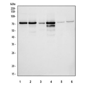 Western blot testing of 1) human HeLa, 2) human 293T, 3) human A431, 4) human Jurkat, 5) rat PC-12 and 6) mouse NIH 3T3 cell lysate with Protein phosphatase 1G antibody. Predicted molecular weight ~59 kDa, commonly observed at 59-75 kDa.