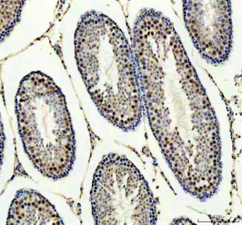 IHC staining of FFPE rat testis tissue with Protein phosphatase 1G antibody. HIER: boil tissue sections in pH8 EDTA for 20 min and allow to cool before testing.