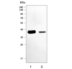 Epcam Antibody Mouse WB. Western blot testing of mouse 1) small intestine and 2) kidney tissue lysate with Epcam antibody. Expected molecular weight: ~35 kDa (unmodified), 40-43 kDa (glycosylated).