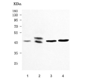 Western blot testing of 1) human HepG2, 2) human 293T, 3) rat brain and 4) mouse brain tissue lysate with CREB-2 antibody. Predicted molecular weight ~39 kDa.