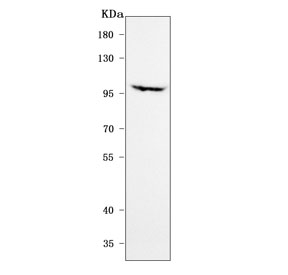 Western blot testing of human 293T cell lysate with NDST4 antibody. Predicted molecular weight ~101 kDa.