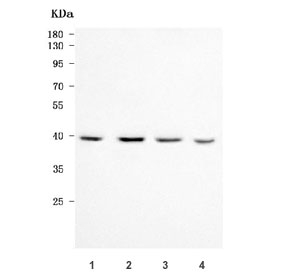 Western blot testing of human 1) 293T, 2) K562, 3) HepG2 and 4) RT4 cell lysate with POLR1C antibody. Predicted molecular weight ~39 kDa.