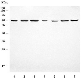 Western blot testing of 1) human SH-SY5Y, 2) human U-87 MG, 3) rat brain, 4) rat liver, 5) rat RH35, 6) mouse brain and 7) mouse Neuro-2a cell lysate with APLP1 antibody. Predicted molecular weight ~72 kDa but may be observed at higher molecular weights due to glycosylation.