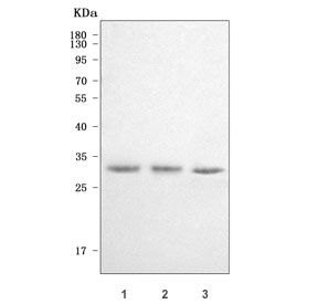Western blot testing of human 1) A431, 2) HeLa and 3) MCF7 cell lysate with CYC1 antibody. Predicted molecular weight ~35 kDa.