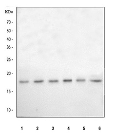 Western blot testing of 1) human HepG2, 2) human U-2 OS, 3) human K562, 4) human Caco-2, 5) rat C6 and 6) mouse Neuro-2a cell lysate with POLR2D antibody. Predicted molecular weight ~16 kDa.