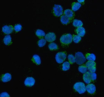 Immunofluorescence analysis of PRTN3 expression in THP-1 cells. Human THP-1 cells were stained with anti-PRTN3 antibody (green), followed by Fluoro488-conjugated goat anti-rabbit IgG secondary antibody. PRTN3 signal is observed as punctate cytoplasmic staining with perinuclear enrichment, consistent with granule-associated localization in myeloid cells. Nuclei were counterstained with DAPI (blue).