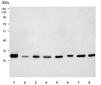 PSME1 Antibody Human, Rat and Mouse WB. Western blot testing of 1) human Raji, 2) human A431, 3) rat liver, 4) rat spleen, 5) rat RH35, 6) mouse liver, 7) mouse spleen, and 8) mouse RAW264.7 lysates with PSME1 antibody. A distinct immunoreactive band is detected at approximately 29 kDa in all samples, consistent with the predicted molecular weight of PSME1. The results demonstrate specific detection of this immunoproteasome activator, which promotes proteasome-mediated antigen processing and generation of peptides for Major Histocompatibility Complex class I presentation.