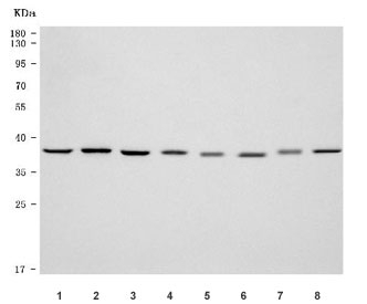 Western blot testing of 1) human HeLa, 2) human K562, 3) human MCF7, 4) human Caco-2, 5) rat liver, 6) rat RH35, 7) mouse liver and 8) mouse NIH 3T3 cell lysate with PSMD7 antibody. Predicted molecular weight ~37 kDa.