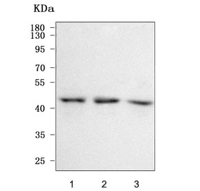 Western blot testing of human 1) 293T, 2) HeLa and 3) U-2 OS cell lysate with NELFE antibody. Predicted molecular weight ~43 kDa.