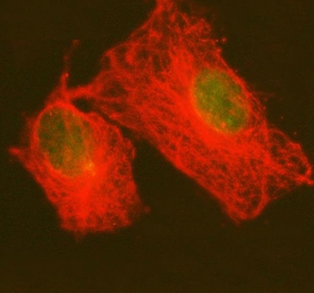 Immunofluorescent staining of FFPE human A549 cells with PRPF4 antibody (green) and Alpha Tubulin mAb (red). HIER: steam section in pH6 citrate buffer for 20 min.