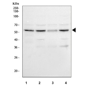 Western blot testing of human 1) HaCaT, 2) SiHa, 3) A549 and 4) HeLa cell lysate with PRPF4 antibody. Predicted molecular weight ~58 kDa.
