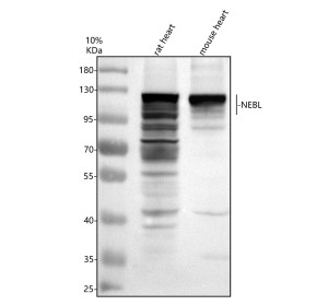 Nebulette Antibody by WB in rat and mouse heart tissue. Western blot analysis of rat and mouse heart lysates using Nebulette Antibody at 0.25 ug/ml. Lane 1: rat heart; lane 2: mouse heart. Each lane contained 30 ug of protein separated by 8% SDS-PAGE under reducing conditions. Strong immunoreactive bands appear near 126 kDa in both samples, slightly above the calculated 116.5 kDa molecular weight of full-length nebulette. Additional lower-molecular-weight bands are prominent in rat heart, particularly between approximately 65 and 105 kDa, while mouse heart shows fewer secondary bands. This NEBL Polyclonal Antibody detects a major protein species consistent with cardiac nebulette.
