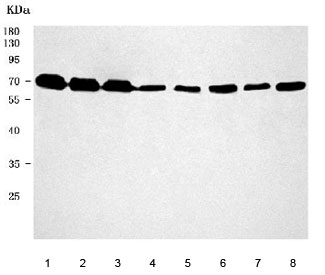 Western blot testing of 1) human HeLa, 2) human 293T, 3) human Raji, 4) human Daudi, 5) rat brain, 6) rat PC-12, 7) mouse brain and 8) mouse NIH 3T3 cell lysate with SAM68 antibody. Predicted molecular weight 48 kDa but routinely observed at 62-68 kDa.