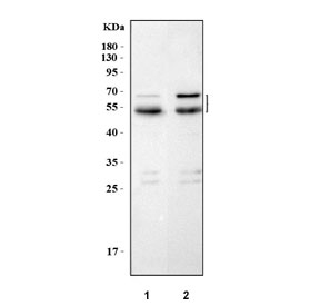 Western blot testing of 1) rat brain and 2) mouse brain tissue lysate with RUFY3 antibody. Predicted molecular weight: 53-70 kDa (multiple isoforms).