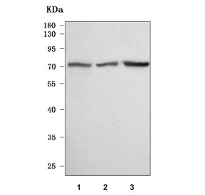 Western blot testing of human 1) MCF7, 2) 293T and 3) RT4 cell lysate with TTC39A antibody. Predicted molecular weight ~70 kDa.