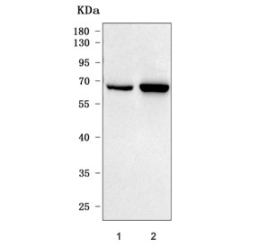 Western blot testing of human 1) 293T and 2) K562 cell lysate with Cyp60 antibody. Predicted molecular weight ~59 kDa.