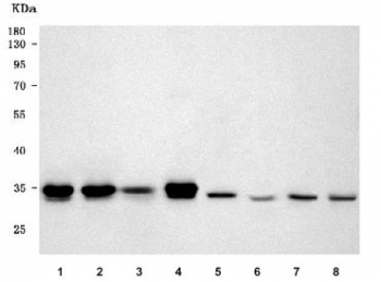 Western blot testing of 1) human HeLa, 2) human Jurkat, 3) human ThP-1, 4) human K562, 5) rat brain, 6) rat thymus, 7) mouse brain and 8) mouse thymus tissue lysate with PYCR2 antibody. Predicted molecular weight ~34 kDa.