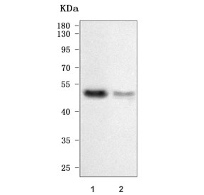 Western blot testing of human 1) MCF7 and 2) HeLa cell lysate with TRNT1 antibody. Predicted molecular weight ~50 kDa.