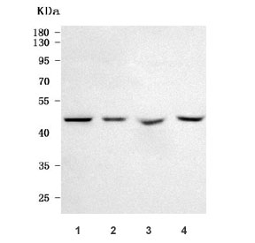 Western blot testing of 1) human HeLa, 2) human 293T, 3) rat brain and 4) mouse brain tissue lysate with NECAB3 antibody. Predicted molecular weight ~44 kDa.