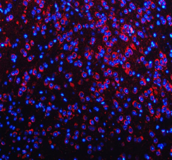 Immunofluorescent staining of FFPE mouse brain tissue with NECAB1 antibody (red) and DAPI nuclear stain (blue). HIER: steam section in pH8 EDTA for 20 min.