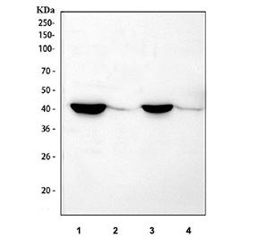 Western blot testing of 1) mouse brain, 2) mouse kidney, 3) rat brain and 4) rat kidney tissue lysate with NECAB1 antibody. A specific band is detected at approximately 41 kDa, corresponding to the predicted molecular weight of NECAB1. Strong expression is observed in brain tissue, while weaker signal in kidney lysates is consistent with the predominantly neuronal expression profile of NECAB1.