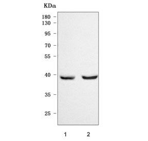 Western blot testing of 1) mouse brain and 2) rat brain tissue lysate with NECAB1 antibody. Predicted molecular weight ~41 kDa.