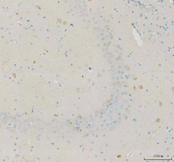 Immunohistochemical staining of FFPE mouse hippocampus tissue with NECAB1 antibody, HRP-secondary and DAB substrate. HIER: boil tissue sections in pH8 EDTA for 20 min and allow to cool before testing.
