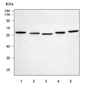 Western blot testing of 1) human ThP-1, 2) human SH-SY5Y, 3) rat brain, 4) mouse brain and 5) mouse NIH 3T3 cell lysate with PYROXD1 antibody. Predicted molecular weight ~56 kDa, ~48 kDa (two isoforms).