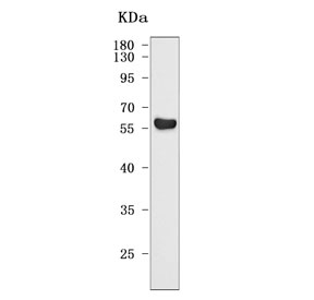 Western blot testing of human SH-SY5Y cell lysate with TTC29 antibody. Predicted molecular weight: 55-58 kDa (two isoforms).