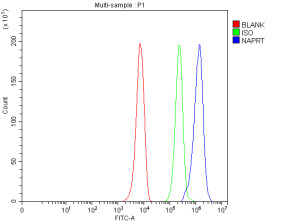 NAPRT Antibody HepG2 Cell FACS. Flow cytometry analysis of NAPRT Antibody / NAD Salvage Pathway Enzyme Antibody in fixed and permeabilized HepG2 cells. Cells were stained with NAPRT antibody at 1 ug/10^6 cells, followed by a Fluoro488-conjugated secondary antibody. The blue histogram represents NAPRT staining, the green histogram is the rabbit IgG isotype control and the red histogram is the unstained control. A clear rightward shift of the NAPRT signal relative to both controls demonstrates specific intracellular detection of endogenous NAPRT. This NAPRT Antibody, a NAD Salvage Pathway Enzyme Antibody, is suitable for flow cytometric analysis of NAD biosynthesis and metabolic enzyme expression.