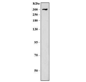 Western blot testing of human HepG2 cell lysate with CHD8 antibody. Predicted molecular weight ~290 kDa.