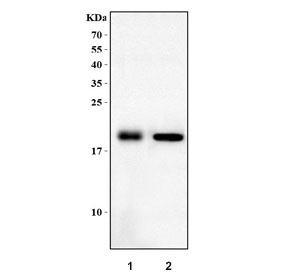 DTR Antibody WB. Western blot testing of 1) rat heart and 2) mouse heart tissue lysate with Dtr antibody. Predicted molecular weight ~23 kDa but may be observed at higher molecular weights due to glycosylation.