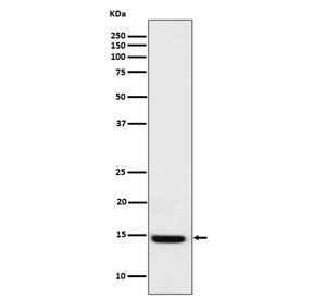 GAL1 Antibody HEK293 WB. Western blot analysis of human HEK293 cell lysate using GAL1 antibody. A strong, distinct immunoreactive band is detected at approximately 14 kDa, corresponding to the expected molecular weight of Galectin-1 (LGALS1). Galectin-1 is a beta-galactoside-binding lectin involved in cell adhesion, immune regulation, apoptosis, angiogenesis, and glycan-mediated signaling pathways. The clean single-band staining pattern supports the specificity of the GAL1 antibody for detection of endogenous Galectin-1 protein by western blot analysis. Predicted molecular weight: ~14 kDa.