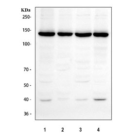 Western blot testing of human 1) HeLa, 2) HepG2, 3) 293T and 4) K562 cell lysate with NUP133 antibody. Predicted molecular weight ~129 kDa, commonly observed at ~133 kDa.