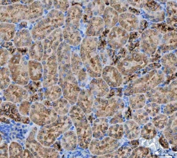 IHC staining of FFPE mouse kidney tissue with NIT2 antibody. HIER: boil tissue sections in pH8 EDTA for 20 min and allow to cool before testing.