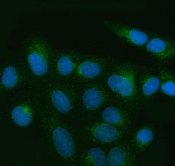 Immunofluorescent staining of FFPE human U-2 OS cells with TANGO1 antibody (green) and DAPI nuclear stain (blue). HIER: steam section in pH6 citrate buffer for 20 min.