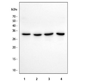 NSMCE2 Antibody Human Sample WB. Western blot analysis of NSE2 / NSMCE2 expression using NSMCE2 Antibody in human cell lysates. Lane 1: MCF7, Lane 2: HEL, Lane 3: U-2 OS, Lane 4: PC-3. A band is detected at approximately 28 kDa, consistent with the predicted molecular weight of NSMCE2 / NSE2, a SUMO ligase component of the SMC5-SMC6 complex involved in DNA repair and genome stability.