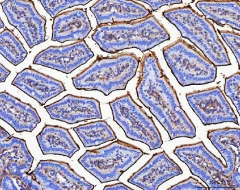 Maltase-glucoamylase Antibody Mouse Colon IHC. Immunohistochemistry analysis of FFPE mouse colon tissue using Maltase-glucoamylase Antibody / MGAM Antibody. Heat induced antigen retrieval was performed by boiling tissue sections in pH 8 EDTA buffer for 20 minutes prior to staining. Strong apical staining is observed along intestinal epithelial cells, consistent with MGAM localization as a brush border digestive enzyme. These results support the use of Maltase-glucoamylase Antibody / MGAM Antibody for studying carbohydrate digestion, intestinal epithelial function and gastrointestinal metabolism pathways.