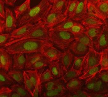 Immunofluorescent staining of FFPE human U-2 OS cells with NOSIP antibody (green) and Phalloidin (red). HIER: steam section in pH6 citrate buffer for 20 min.