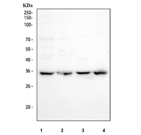 Western blot testing of human 1) 293T, 2) A431, 3) HepG2 and 4) PC-3 cell lysate with NOSIP antibody. Predicted molecular weight ~35 kDa.