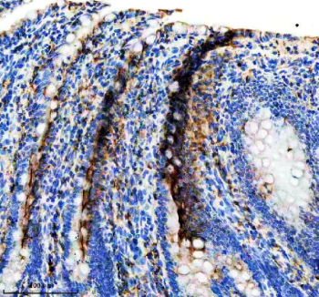 IHC staining of FFPE rat small intestine tissue with Keratin 19 antibody. HIER: boil tissue sections in pH8 EDTA for 20 min and allow to cool before testing.